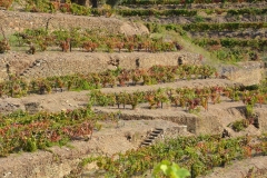 The exquisite Douro foliage at harvest time.
