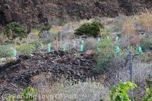 Mario planted the new Terrantez vines in the upper vineyard. It is flourishing in the rock, with scant soil.