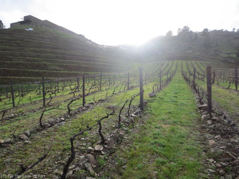 Pruning team in the vineyards end of day