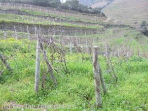 Pinot Noir vines at Niepoort's Quinta de Nápoles in the Douro