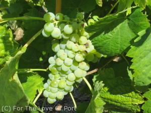 Códega do Lorinho and other white grapes should be ready to harvest at the end of August
