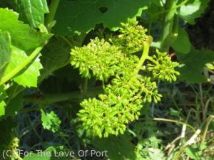 Flowering and fruit set