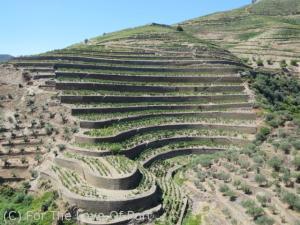 The Oratório vineyard at Quinta da Boavista with its extraordinarily high schist walls