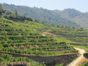 White grape parcels at Quinta da Boavista