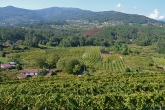 In this photo you can clearly see both Portugal and Spain, the latter of which is less than a tee shot from where I was standing. This is the vineyard in front of the great Vinho Verde producer, SOALHEIRO in Melgaço, a northern Portugal town of less than 10,000 citizens; with a Mayor, whose last name is also Soalheiro!