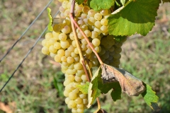 A departure to ... VINHO VERDE.Visiting Quinta de Linhares.