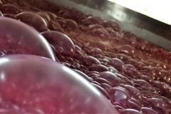 Lagar fermentation at Quinta da Leda. I can't think of a better way to exhibit what takes place.