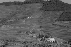 Quinta Vista Alegre ... excellent Ports that don't get enough recognition. I am particularly enthralled by their wood-aged Ports. Anyone else?