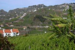 Vines and Bananas