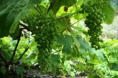 Incredible terroir on the island