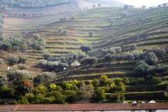 Vineyard view from the river