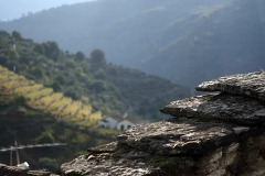 stone wall with a view
