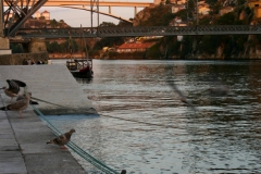 Pigeon by the bridge in Porto