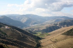 The vineyards looking empty in the winter