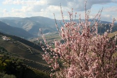 Almond tree blooming in Pinhao region