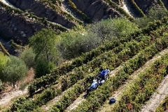 2008 Harvest Scene in the Douro