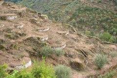 An old section of vineyard