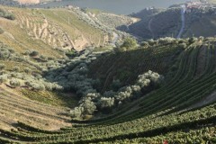 Rows of vines for miles..
