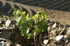 New SFE Plantings