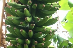 Madeira's #1 Crop