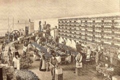 Constantino bottling premises