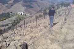 Pintas Vineyard