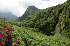 Blandy's vineyard on the island of Madeira