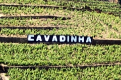 Quinta da Cavadina vineyard