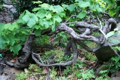 An old Malvasia vine at Faja dos Padres
