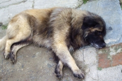 CRASTO PUP