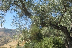 What could be better olive trees & grape vines!