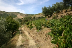 Old Vines in Vale de Mendiz for Niepoort Backbone