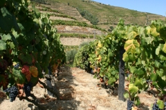 Vines near Vale de Mendiz