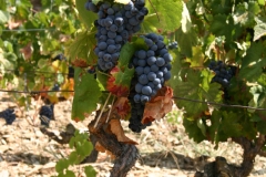 Grapes almost ready to be picked