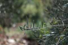 Olive Tree at Graham's