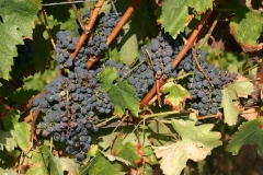 Sun ripening grapes