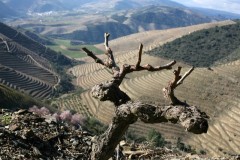 Rooted in the Douro