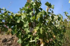 Quinta do Macedos