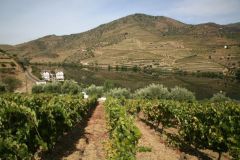 Quinta do Vesuvio