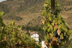 Vines and Vesuvio