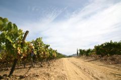 Vines of Vesuvio