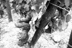 A gnarly old vine in the Quinta do Noval Nacional vineyard