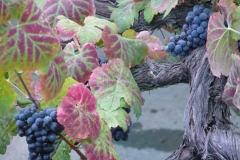 Quinta de la Rosa