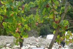 Tinta Barroca at Quinta do Panascal