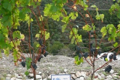 Tinta Cao at Quinta do Panascal