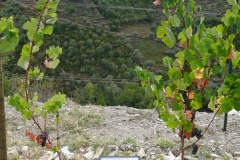 Touriga Nacional at Quinta do Panascal