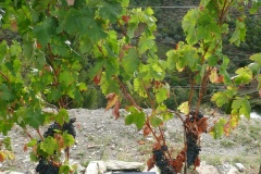 Tinta Roriz at Quinta do Panascal