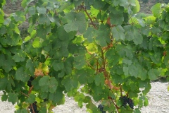 Touriga Francesa at Quinta do Panascal