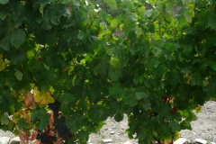 Tinta Amarela at Quinta do Panascal