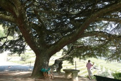 ancient cedar at Quinta do Noval